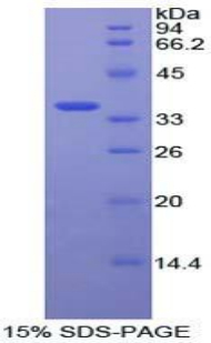 Recombinant Mitogen Activated Protein Kinase Kinase 7 (MAP2K7)