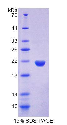 Recombinant Protein Tyrosine Phosphatase, Non Receptor Type 13 (PTPN13)