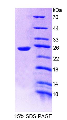 Recombinant Protein Tyrosine Phosphatase Receptor Type U (PTPRU)