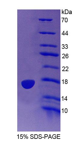 RPD608Hu01.jpg