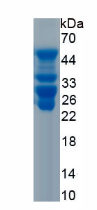 Recombinant Protein Tyrosine Phosphatase Like Protein B (PTPLB)