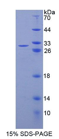 Recombinant ATP Binding Cassette Transporter A2 (ABCA2)