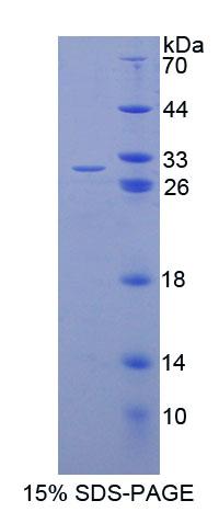 Recombinant ATP Binding Cassette Transporter C11 (ABCC11)