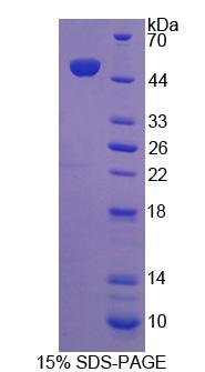 Recombinant ATP Binding Cassette Transporter A7 (ABCA7)