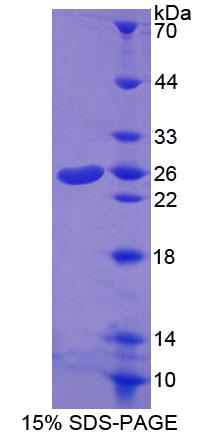 Recombinant ATP Binding Cassette Transporter A8 (ABCA8)