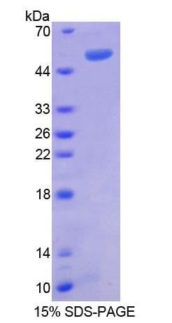 Recombinant Regulator Of G Protein Signaling 1 (RGS1)