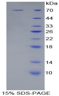 RPD715Hu01.jpg