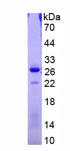 RPD757Hu01.jpg