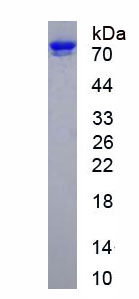 Recombinant Protein Disulfide Isomerase A4 (PDIA4)