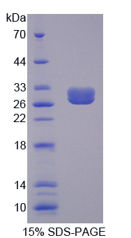 RPD841Hu01.jpg