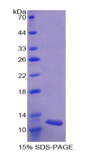 RPD854Hu01.jpg