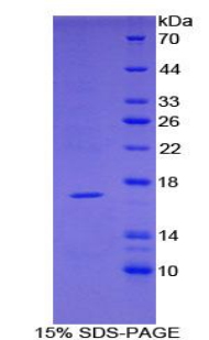 Recombinant Tumor Necrosis Factor Receptor Superfamily, Member 19 Like Protein (TNFRSF19L)