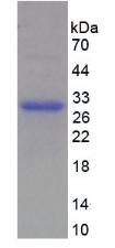 Recombinant Tumor Necrosis Factor Receptor Superfamily, Member 14 (TNFRSF14)