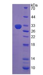 Recombinant Dipeptidyl Peptidase 8 (DPP8)