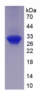 Recombinant Dipeptidyl Peptidase 8 (DPP8)