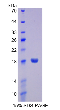 Recombinant Tumor Necrosis Factor Receptor Superfamily, Member 19 (TNFRSF19)