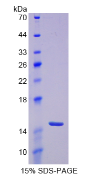 Recombinant Tumor Necrosis Factor Receptor Superfamily, Member 19 (TNFRSF19)