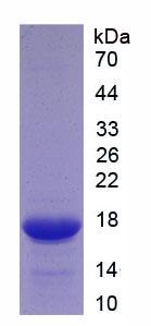 Recombinant Tumor Necrosis Factor Ligand Superfamily, Member 12 (TNFSF12)