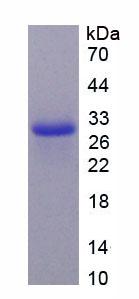 Recombinant Tumor Necrosis Factor Ligand Superfamily, Member 12 (TNFSF12)