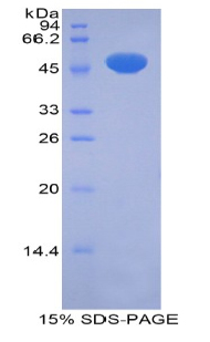 Recombinant Pregnane X Receptor (PXR)