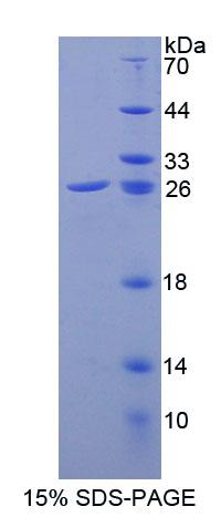 Recombinant Glutathione Peroxidase 6, Olfactory (GPX6)