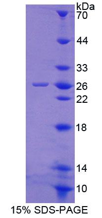 Recombinant Glutathione Peroxidase 6, Olfactory (GPX6)