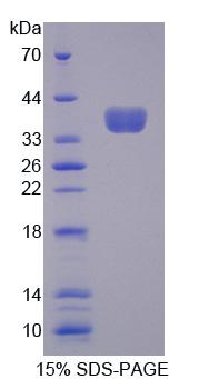 RPE072Hu01.jpg