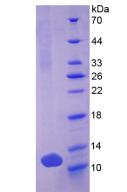 Recombinant Defensin Beta 103A (DEF<b>b103</b>A)