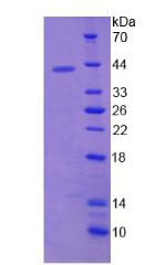 Recombinant Lipophilin B, Prostatein Like (LIPB)