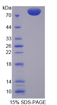 RPE189Mu01.jpg