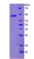 Recombinant Baculoviral IAP Repeat Containing Protein 6 (BIRC6)