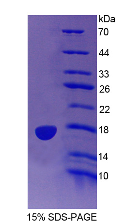 RPE252Mu01.jpg