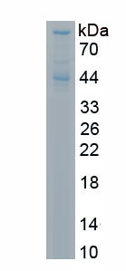 Recombinant Rac-GTPase Activating Protein 1 (RACGAP1)