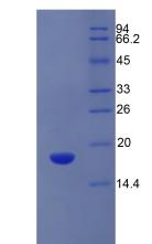 Recombinant Solute Carrier Family 3, Member 2 (SLC3A2)