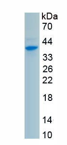 Recombinant Asc Type Amino Acid Transporter 1 (ASC1)