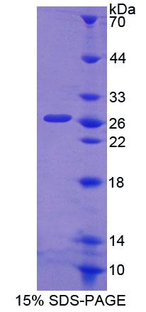 Recombinant Hydrogen Ion/Peptide Transporter 1 (HPEPT1)