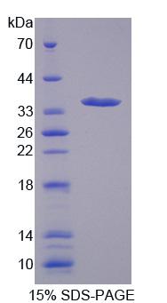 Recombinant Mitoferrin (MFRN)