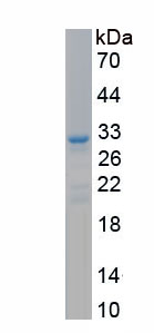 RPE490Hu01.jpg