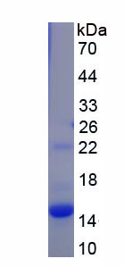 Recombinant Solute Carrier Organic Anion Transporter Family, Member 4A1 (SLCO4A1)