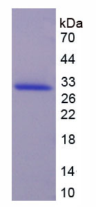 Recombinant Gasdermin D (GSDMD)