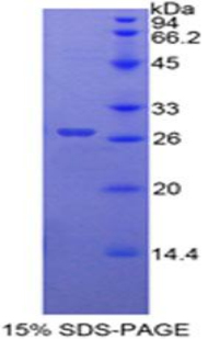 Recombinant Frizzled Homolog 1 (FZD1)