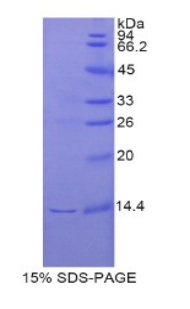 Recombinant Regenerating Islet Derived Protein 3 Gamma (REG3g)