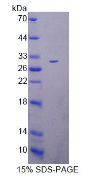 RPE683Hu01.jpg