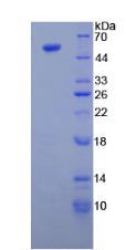 RPE711Hu01.jpg