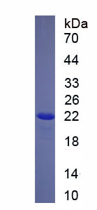 RPE738Hu01.jpg