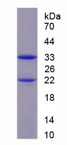 RPE769Hu01.jpg