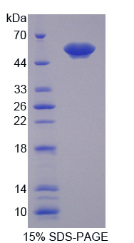 RPE781Hu01.jpg