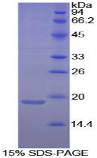 Recombinant Annexin A4 (ANXA4)