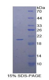 Recombinant Annexin A4 (ANXA4)