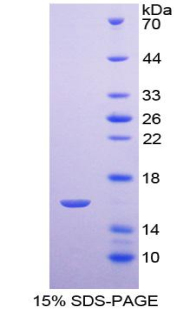 RPE786Hu02.jpg